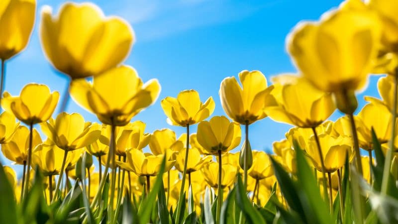 Tulips Yellow flowers Wallpaper