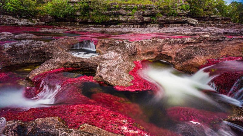 Caño Cristales River Wallpaper