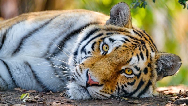 Bengal Tiger Wild Wallpaper