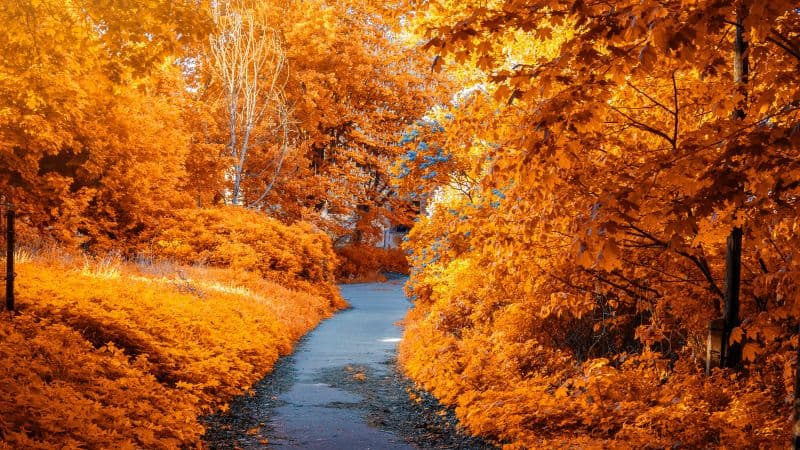 Maple trees Fall Wallpaper