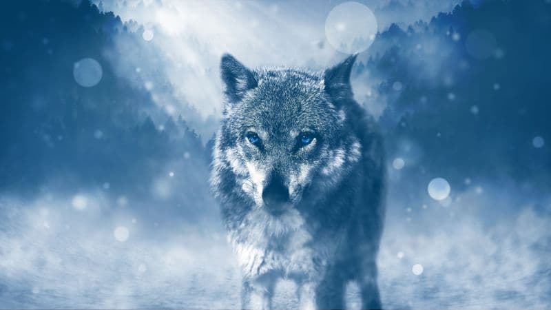 Wolf Predator Wallpaper