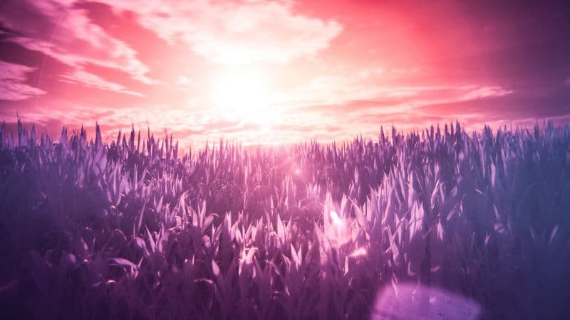 Sunrise Field Wallpaper