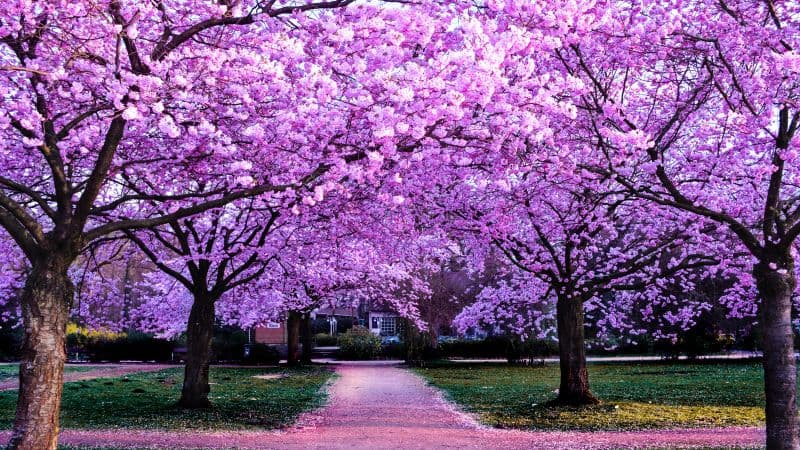 Cherry Blossom Trees Purple Flowers Wallpaper