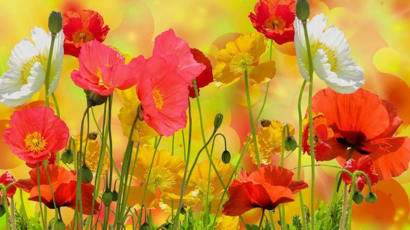 Poppy flowers Colorful Wallpaper