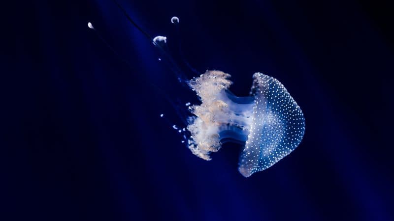 Jellyfish Blue background Wallpaper