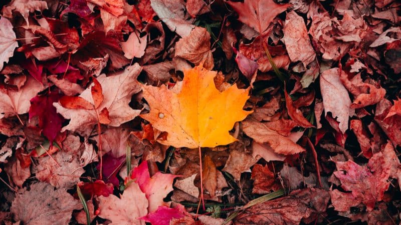 Maple leaves Autumn Wallpaper