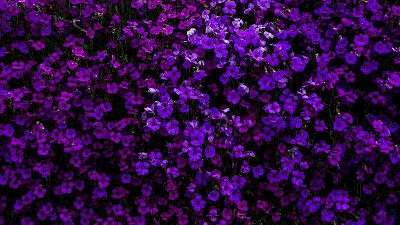 Purple Flowers Floral Background Wallpaper