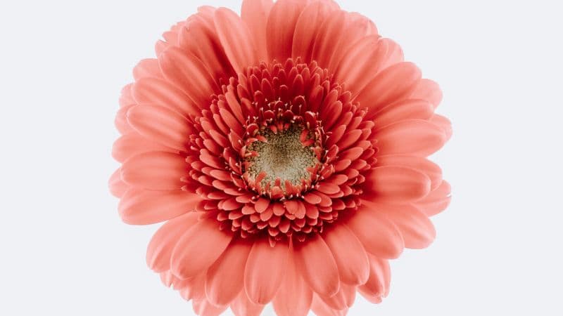Gerbera Daisy Bloom Wallpaper