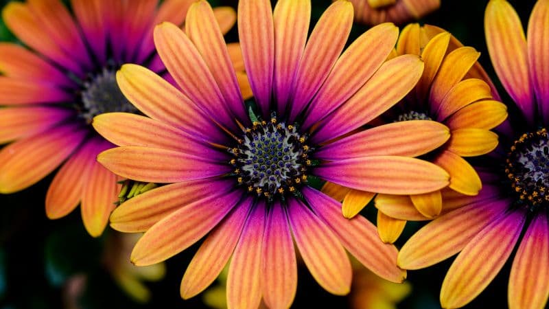 Daisy flowers Colorful flowers Wallpaper