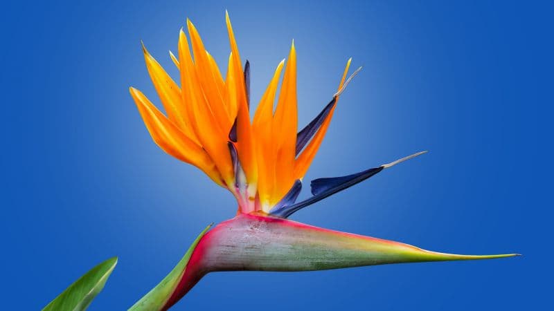 Bird of paradise flower Crane Flower Wallpaper