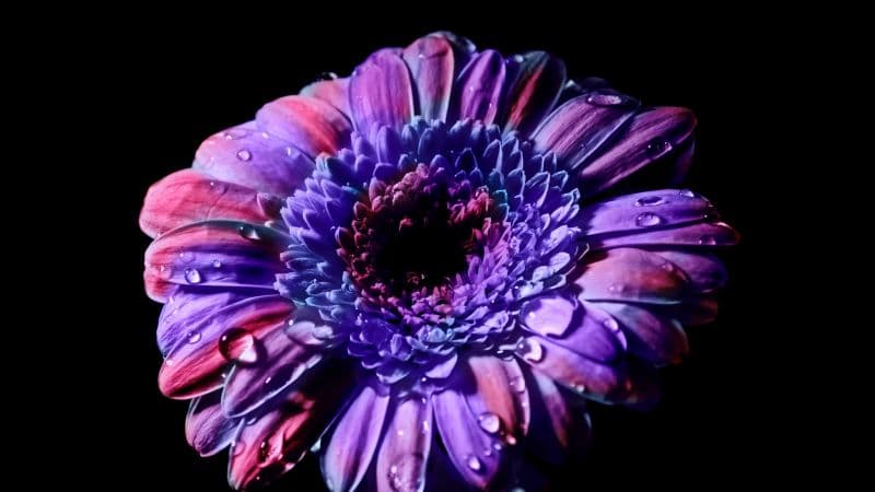 Gerbera Daisy Purple Flower Wallpaper