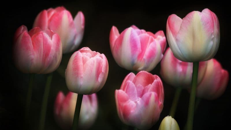 Tulips Pink flowers Wallpaper
