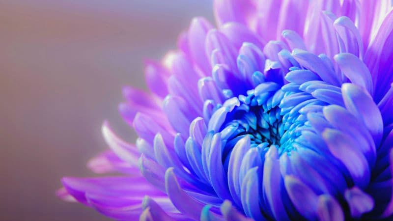 Purple Flower Chrysanthemum Wallpaper