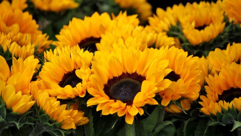 Spring Sunflowers Wallpaper