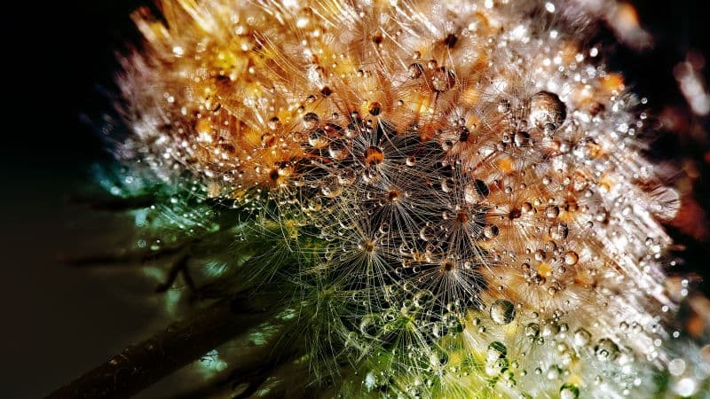 Dandelion flowers Closeup Wallpaper