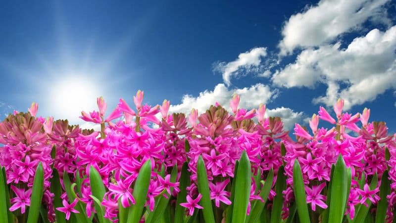Pink flowers Hyacinth Wallpaper