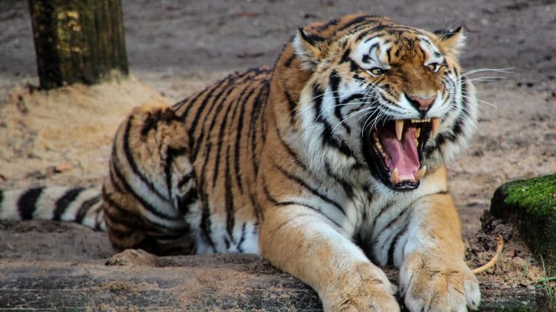 Tiger Roaring Wallpaper
