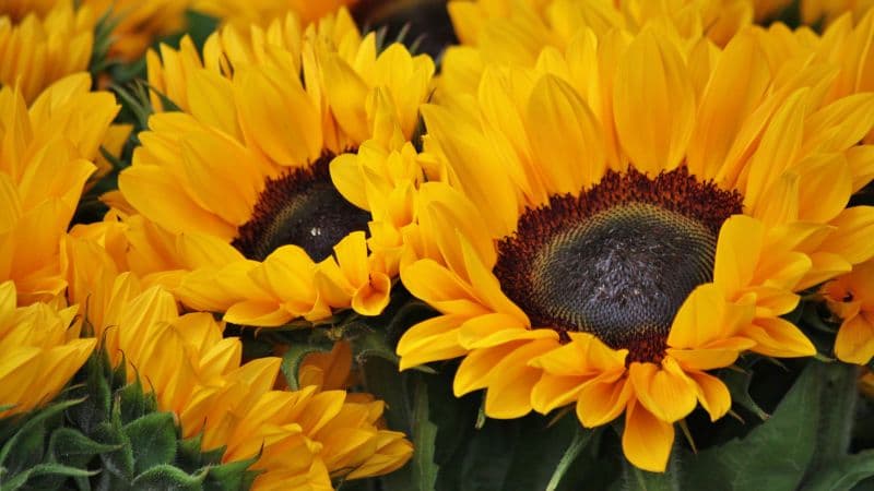 Sunflowers Blossom Wallpaper