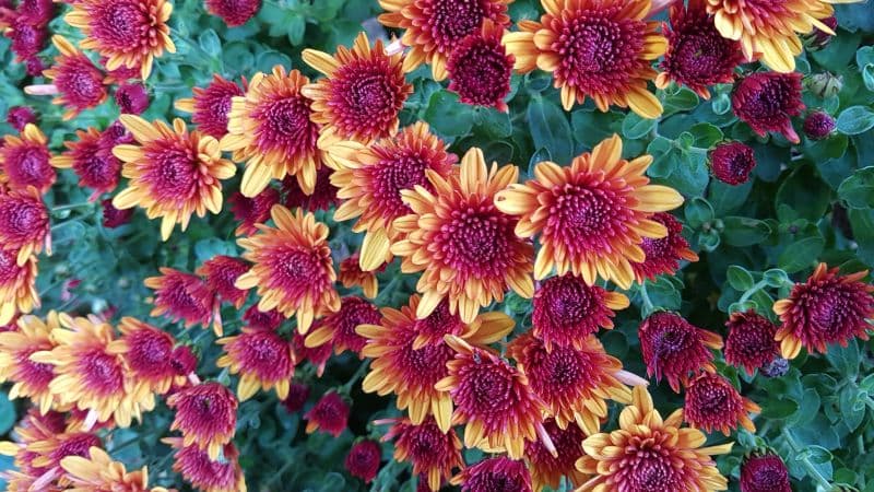 Chrysanthemum flowers Yellow Wallpaper