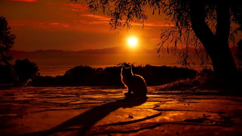 Cat Silhouette Wallpaper
