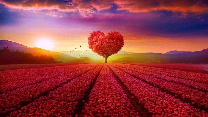Heart tree Flower garden Wallpaper