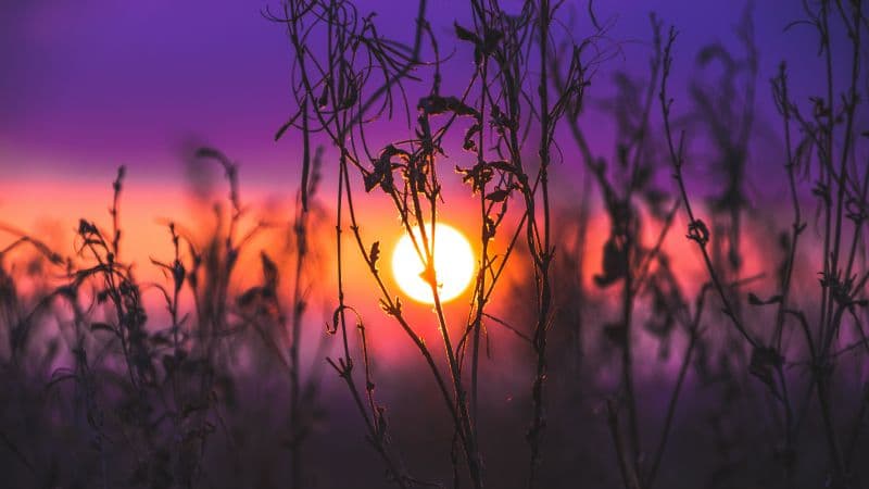 Sunrise Silhouette Wallpaper