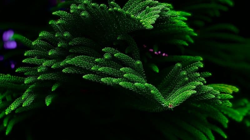 Green plant Closeup Wallpaper