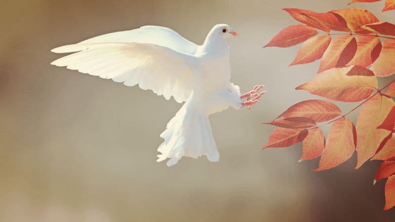 White Dove Orange leaves Wallpaper