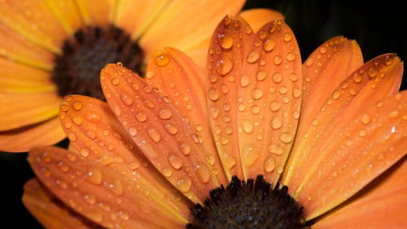 Orange flowers Daisy flowers Wallpaper