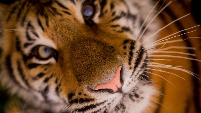 Close up of a Tiger's face Wallpaper
