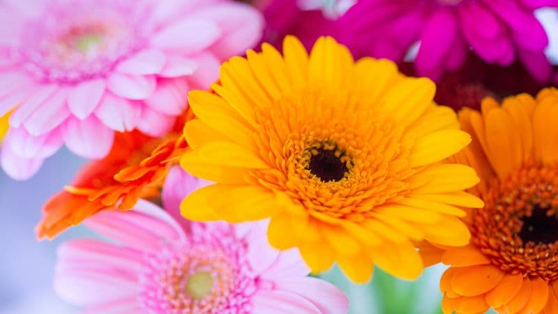 Gerbera Daisy Yellow flower Wallpaper