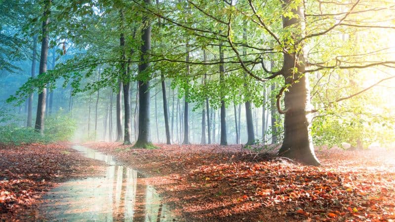 Forest Sunlight Wallpaper