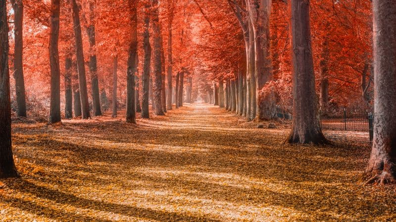 Autumn trees Forest path Wallpaper