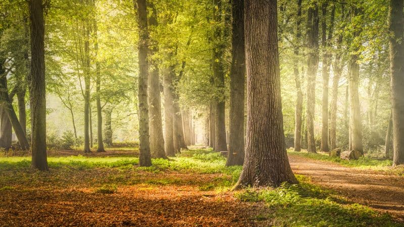 Woodland Forest Trees Wallpaper