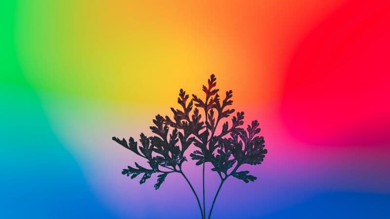 Herbal plant Gradient background Wallpaper