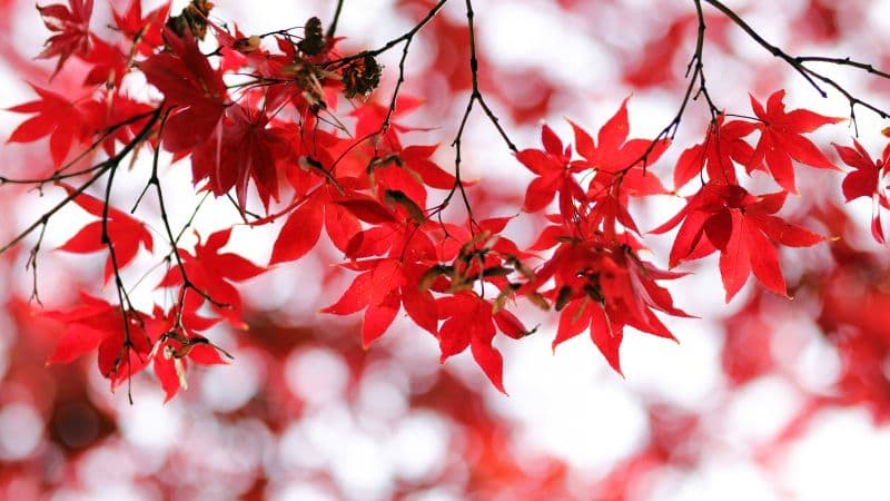 Red leaves Bokeh Wallpaper