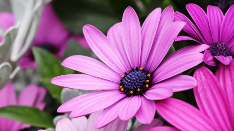 Daisy flowers Purple Flowers Wallpaper