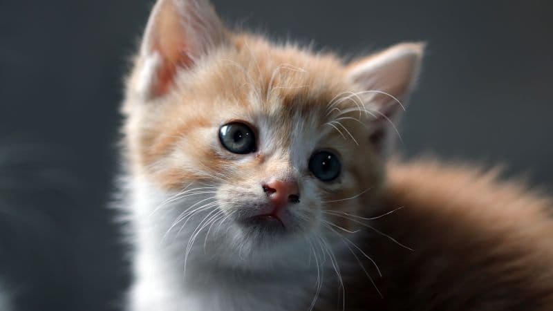 Cat Kitten Wallpaper