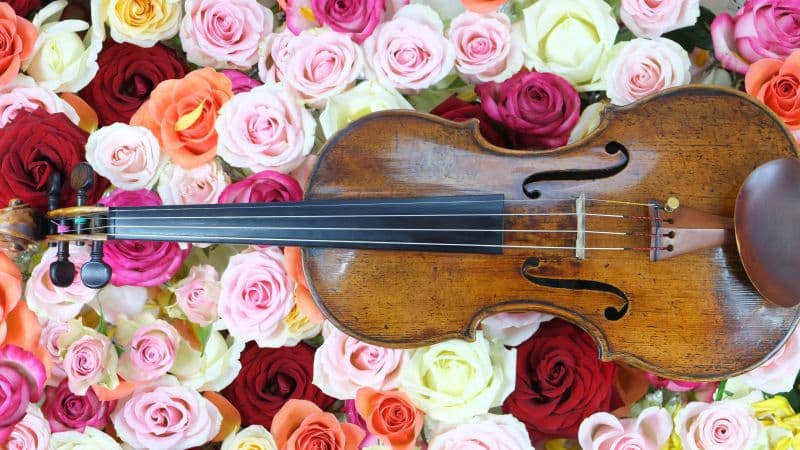 Rose flowers Violin Wallpaper