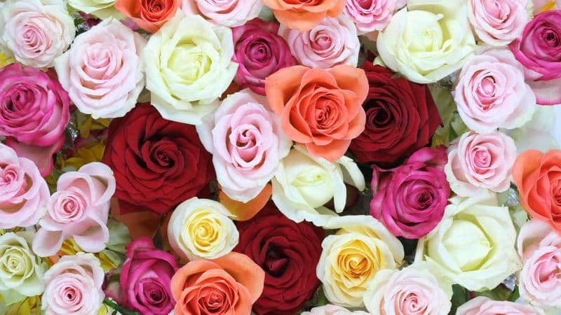 Rose flowers Multicolor Wallpaper