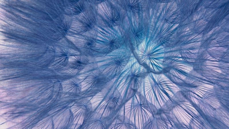Dandelion flower Dandelion seeds Wallpaper