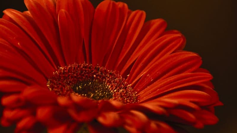 Gerbera Daisy Red flower Wallpaper