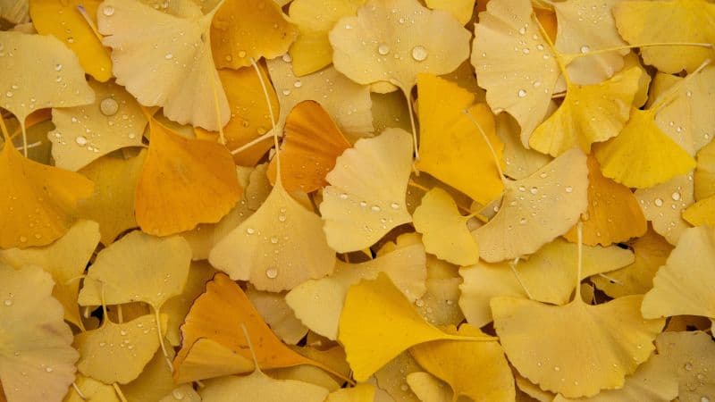 Ginkgo Leaves Yellow leaves Wallpaper