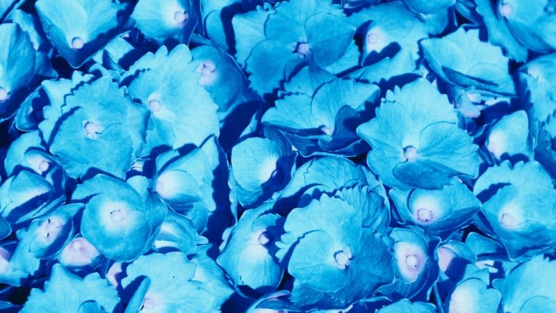 Hydrangea Flowers 5K Wallpaper