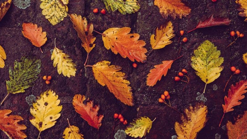 Autumn leaves Foliage Wallpaper