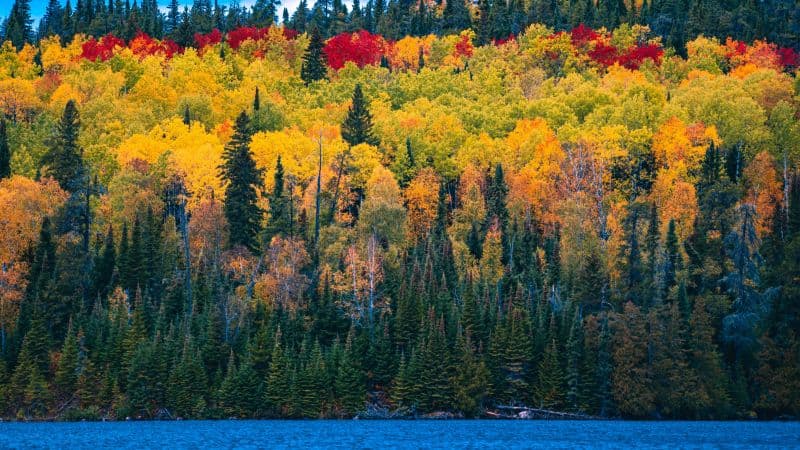 Forest Autumn trees Wallpaper