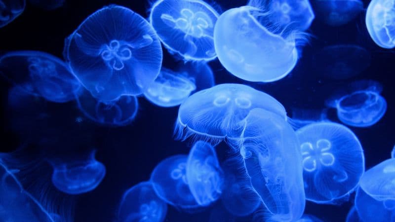 Blue Jellyfish Aquarium Wallpaper