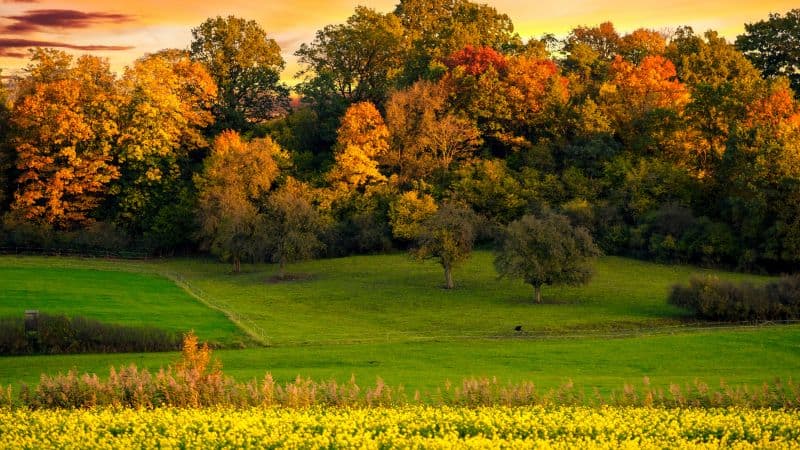 Autumn trees Sunset Wallpaper