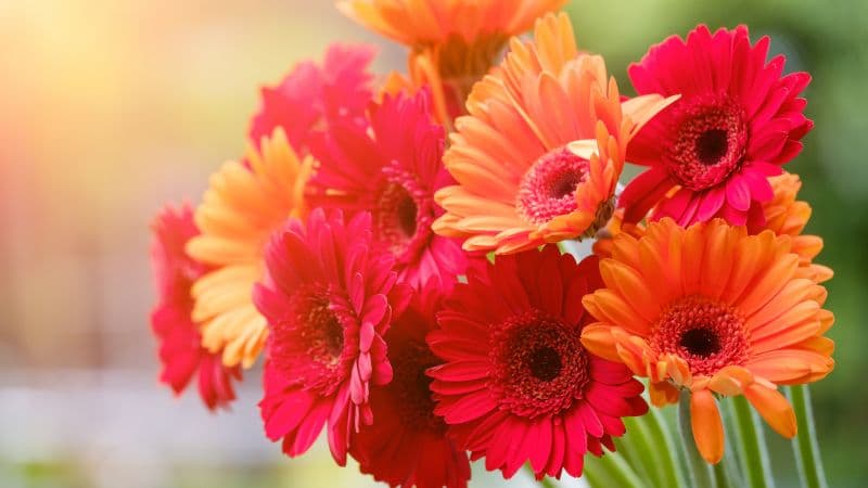 Gerbera Daisy Bouquet Wallpaper