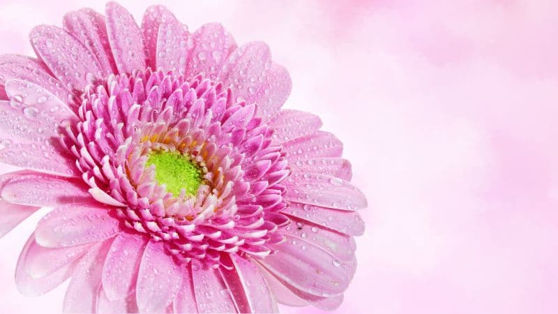 Gerbera Daisy Pink flower Wallpaper